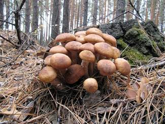 Грибы коричневого цвета