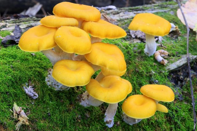 Лимонная устрица (Pleurotus citrinopileatus)