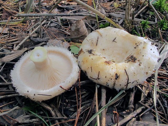 Белые грибы: разница между белыми и молочными грибами