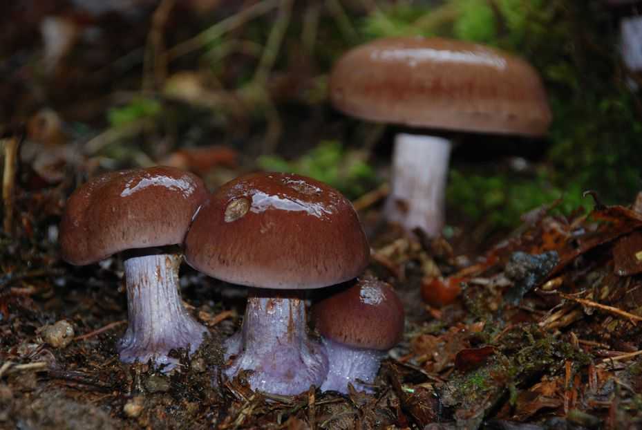 Cortinarius purpurascens 鹤顶红 鹤顶红