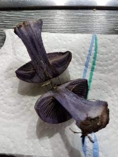 Zingiber officinale