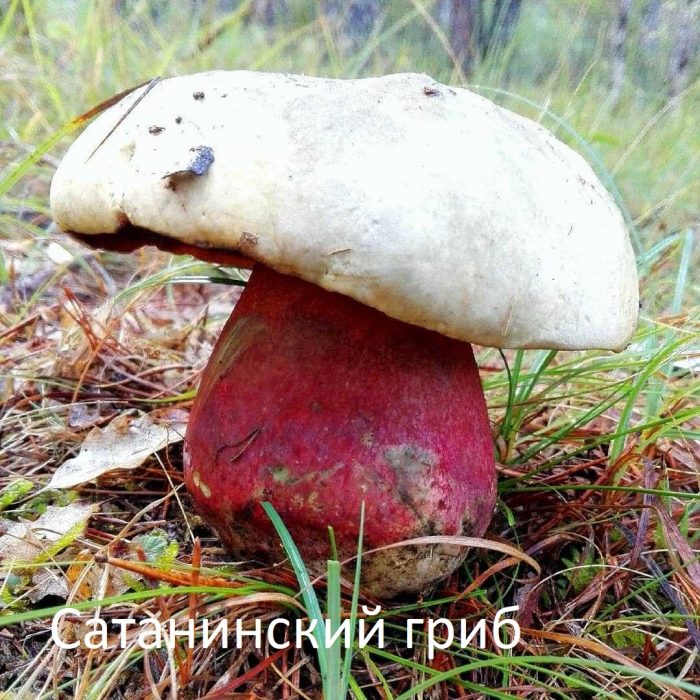 Как отличить дубовик от сатанинского гриба