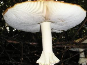 Толстая личинка мухи (Amanita excelsa) фото и описание