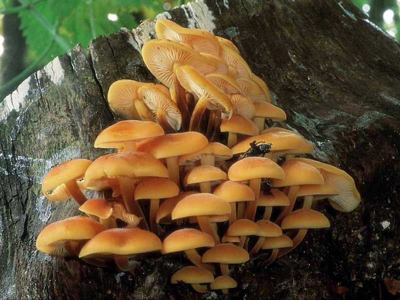 flammulina_velutipes_11.jpg