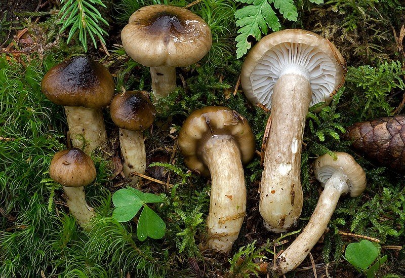 Фотографии и описание Hygrophorus olivaceoalbus (оливковая белая моль)
