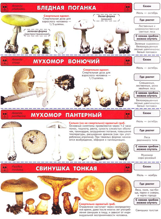 Ядовитый гриб