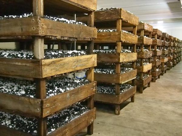 Как вырастить шампиньоны в домашних условиях в подвале