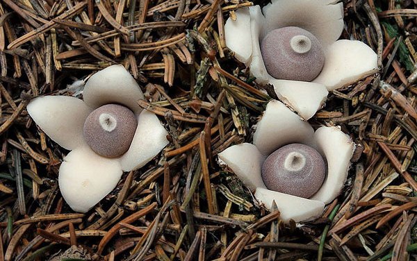 Geastrum fornicatum, Geastrum quadrifidum: как выглядит, где растет, как растет, съедобен ли