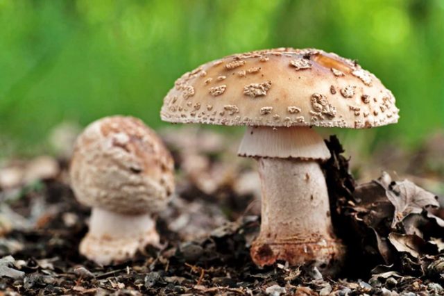 Агарик мухомор плотный (Amanita excelsa): как выглядит, где и как растет, съедобный или ядовитый