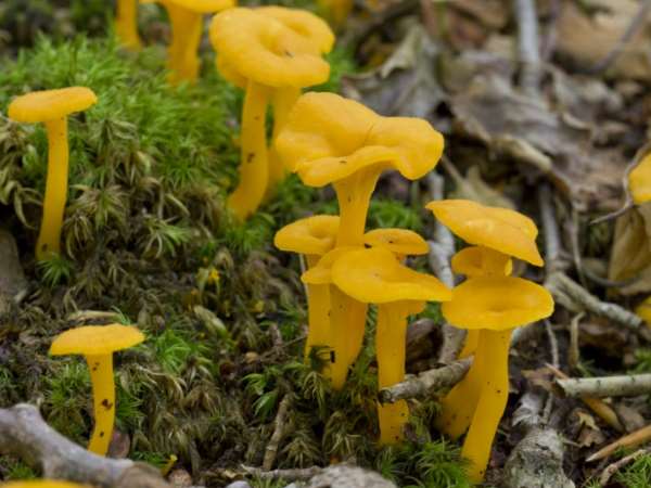 1537084489_lisichka-cantharellus-minor.jpg