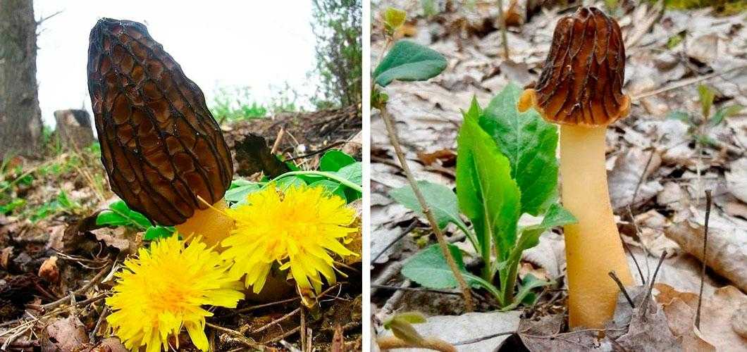 1-Коронованный сморчок 2-Муллейновые шапочки