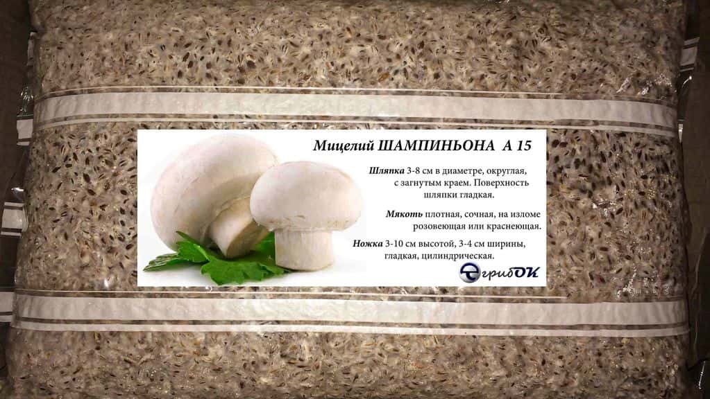 Мицелий грибов