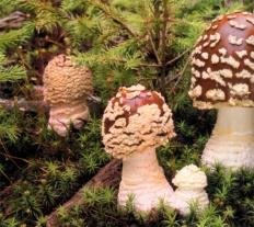 Amanita regalis