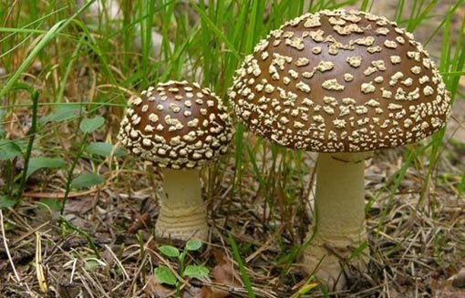 Личинка королевской мухи (Amanita regalis) фото и описание