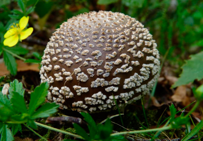 Густые маховые агролесомелиорации - AgroFlora.ru