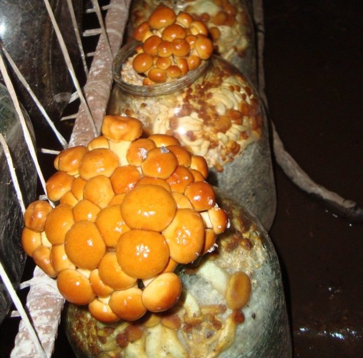 nameko3011511-e1572276310224.jpg