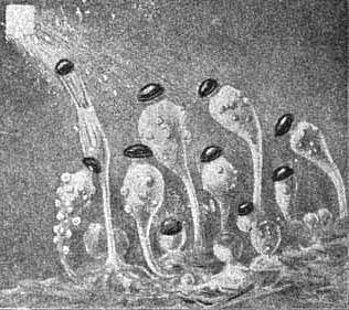 Pilobolus, pilaira: Гриб лучник - размножение грибов спорами: грибы со спорами лучника: фото, видео