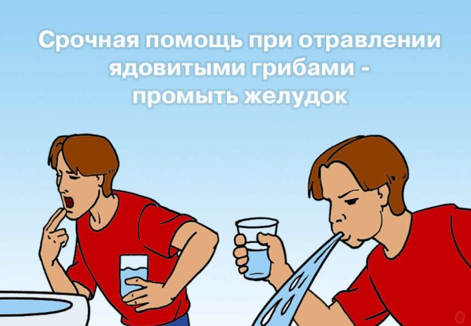 Грибы, похожие на поганки, но съедобные