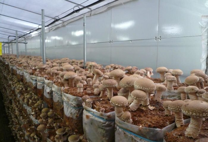 Выращивание белых грибов на приусадебном участке