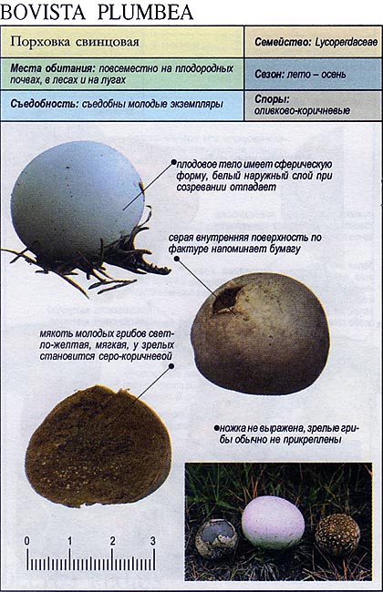 Ведущее крыльцо/bovista plumbea