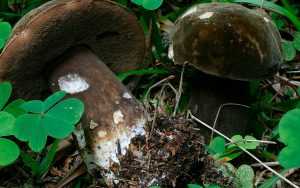Porphyra
