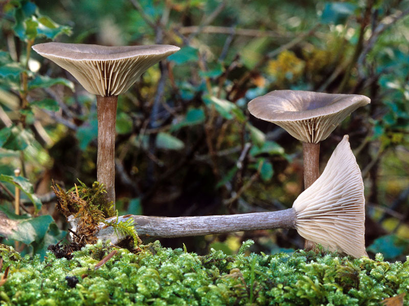 Описание гриба шляпка клювовидная (Pseudoclitocybe cyathiformis) Фото
