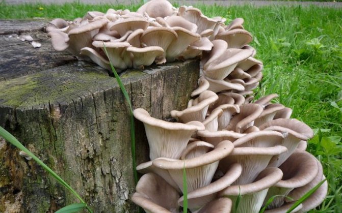 Разновидности Pleurotus citrinopileatus: фото и описание