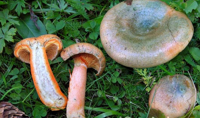 Чем отличаются лисички и рыжики