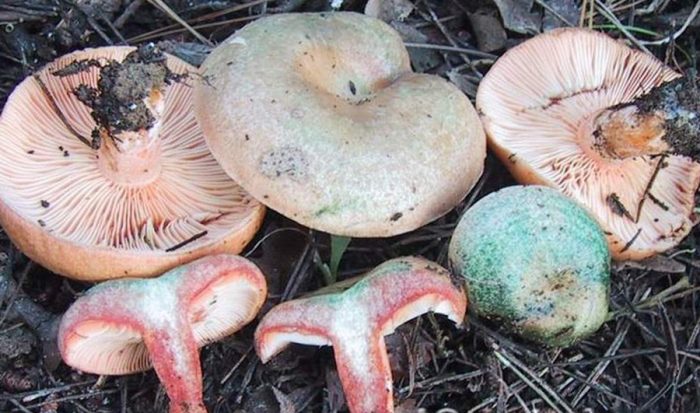 Чем отличаются лисички и рыжики