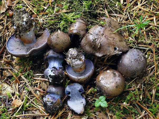 Паутинник Cortinarius purpurascens. шапочка 5-12 см в диаметре, вначале шаровидная и приподнятая, затем ...... | ВКонтакте