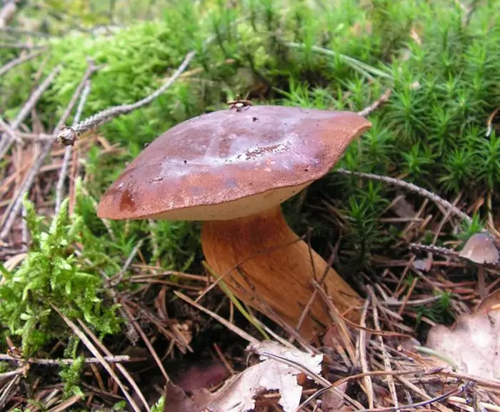 sjedobnost-dubovik-e1504257659197.jpg