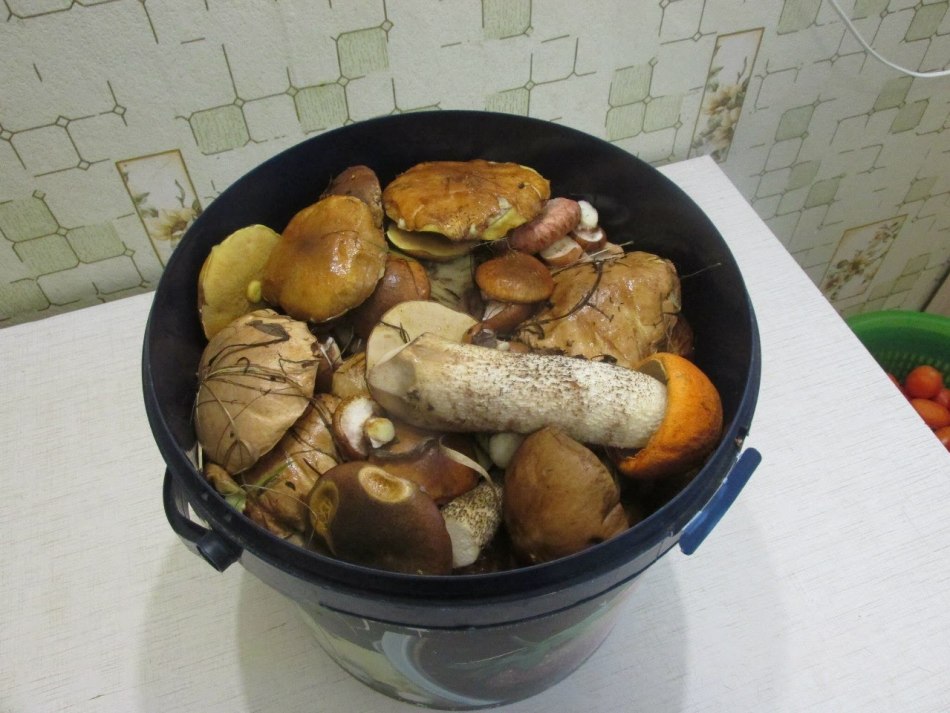 Собранные грибы
