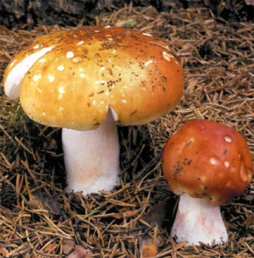 Пшеница серая Russula