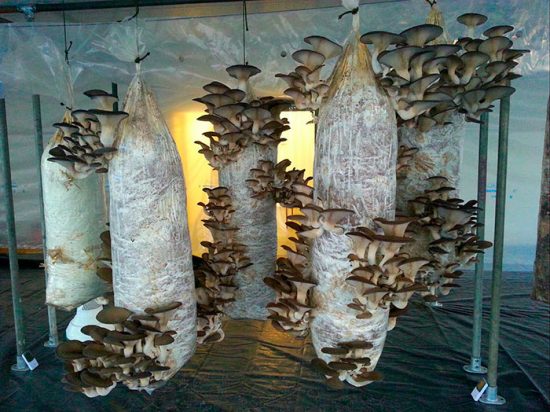 Выращивание Agaricus blazei в домашних условиях