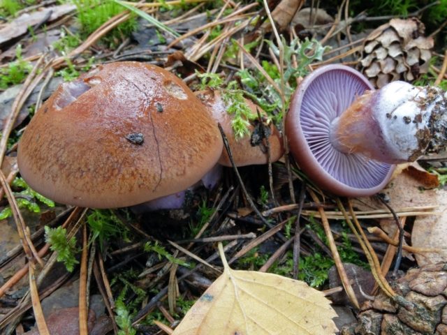 Паутинник (Cortinarius purpurascens): как выглядит, где растет, как растет, съедобен ли