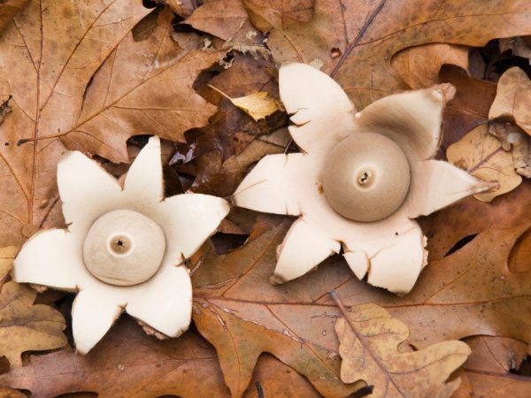 Geastrum fornicatum - описание вида