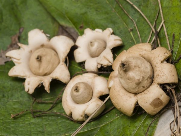 Гриб Geastrum fornicatum - описание вида
