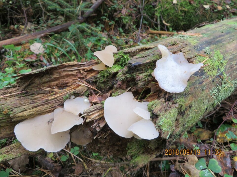 Pseudohydnum gelatinosum фото и описание