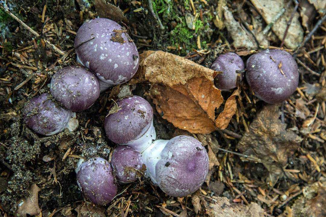 Cortinarius balteatocumatilis