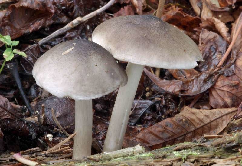 Pluteus salicinus
