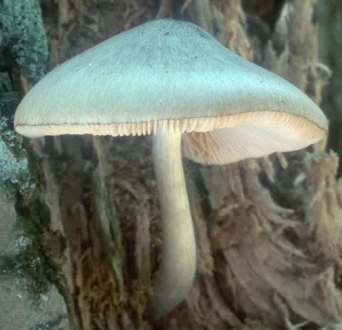 Ланцетник (Pluteus salicinus)
