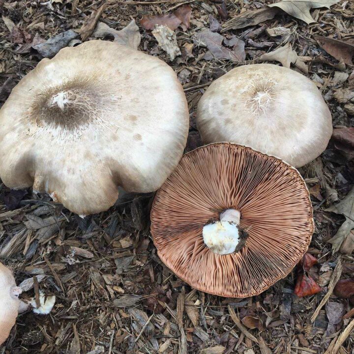 Благородный Pluteus petasatus