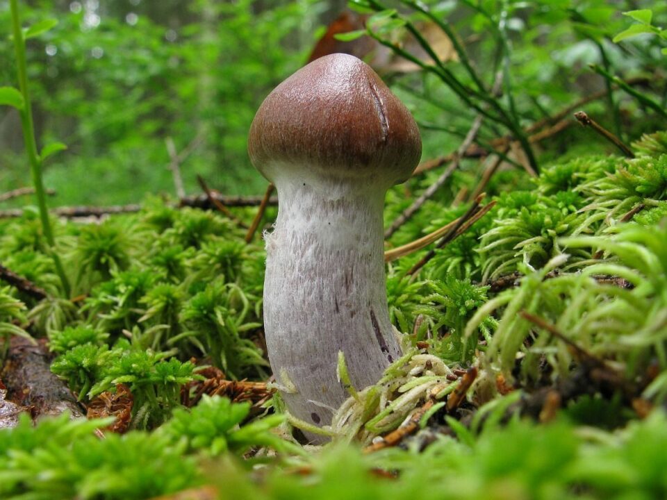 Паутинник
