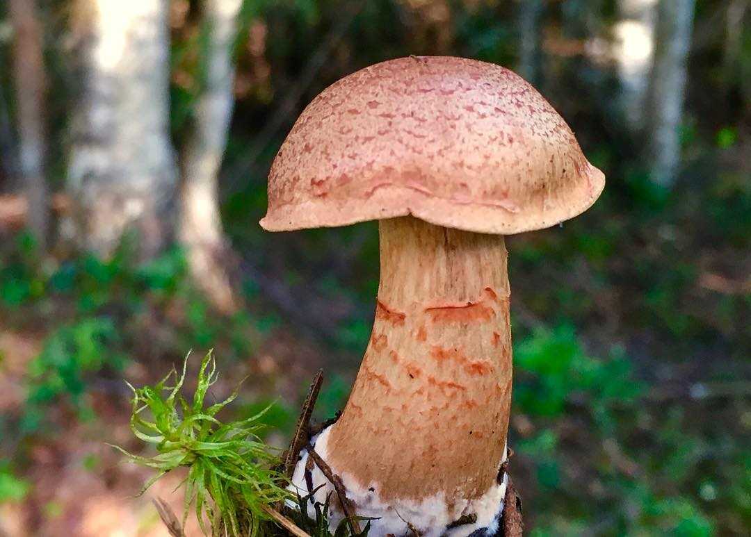 Cortinarius armillatus
