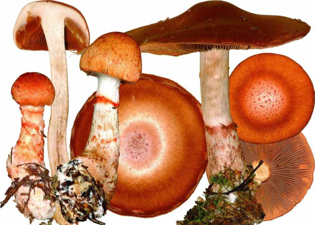 Паутинник