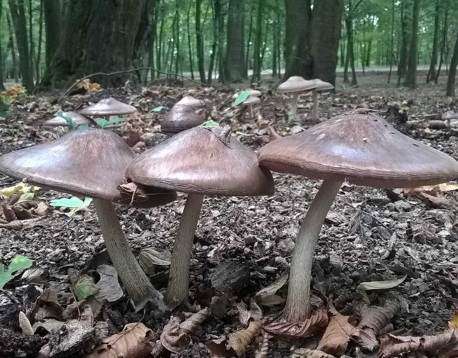 Плютеус иволистный - описание, где растет, похожие виды, фото ????.