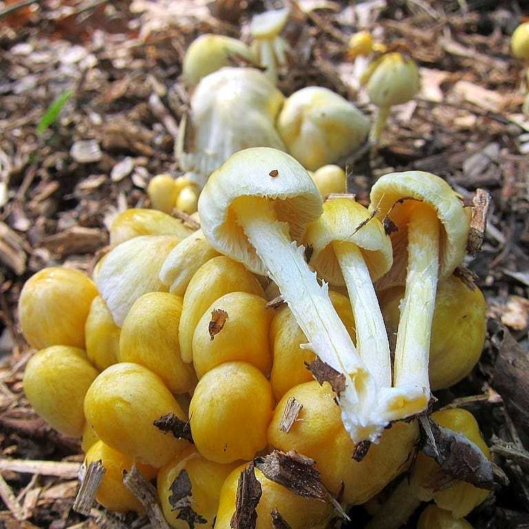 Bolbitus goldenis - описание, где растет, похожие виды, фото ????