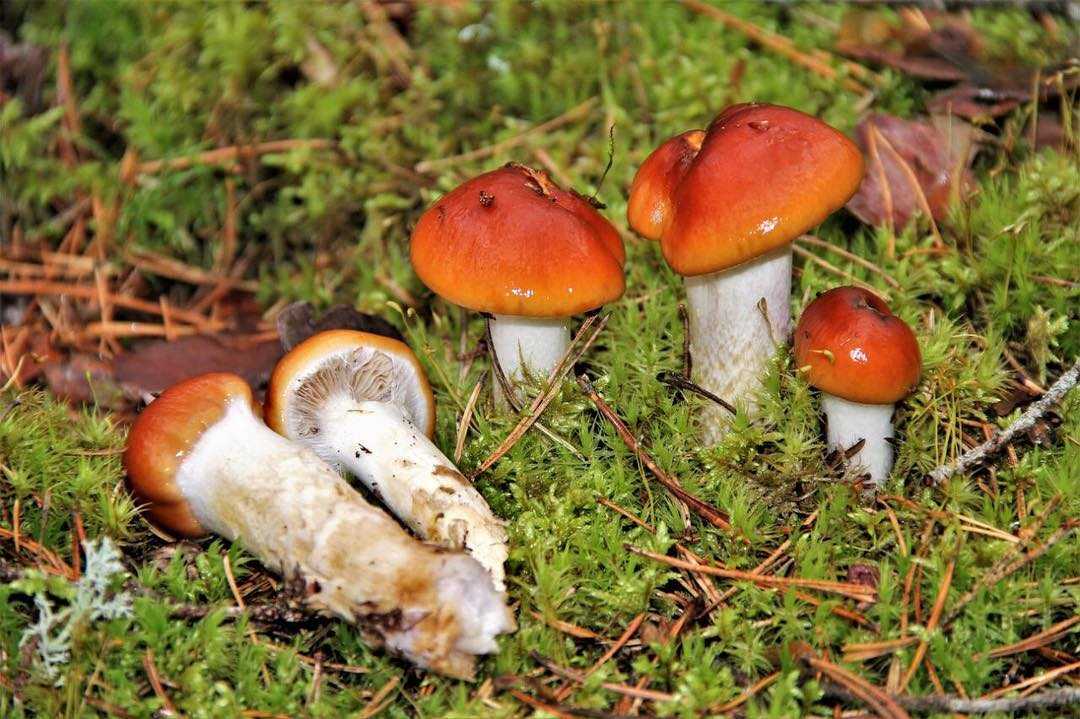 Mucifluus spp.