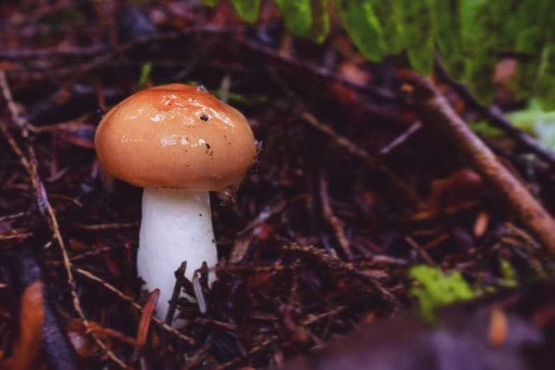 Паутинная слизь