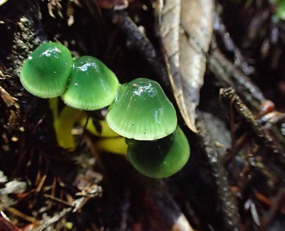 Hygrophorus psittacinus - описание гриба, где растет, похожие виды, фото ????.